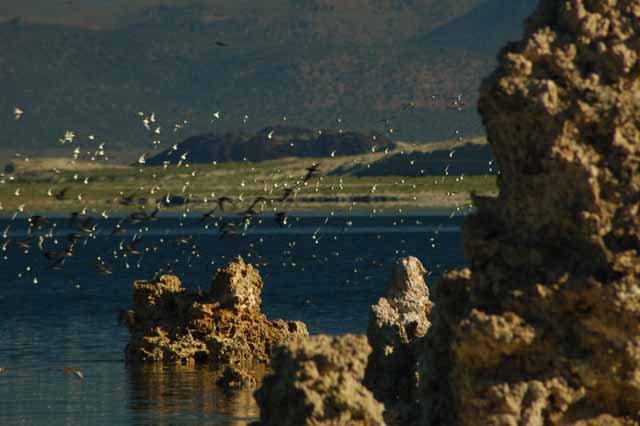 Mono Lake